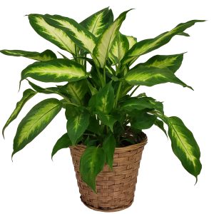 Dieffenbachia