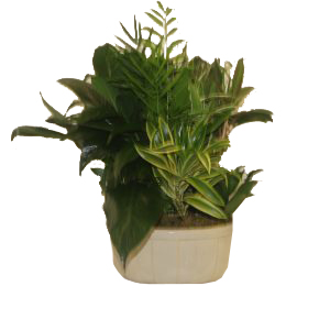 Mixed Foilage Dish Garden