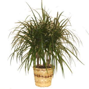 Dracena Marginata