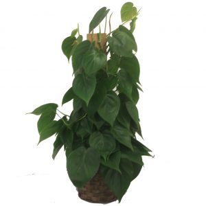 Philodendron on Pole
