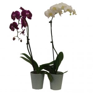 Blooming Orchid Plant